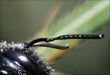 Apidae Xylocopinae: Xylocopa valga ♂ e femmina